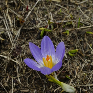 Crocus aerius